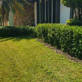 Bush Trimming by StarScape Lawn Services reviewed on September 14, 2025