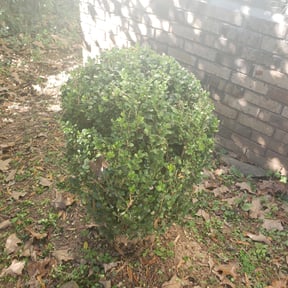 Bush Trimming by Bobcat Lawns reviewed on August 18, 2025