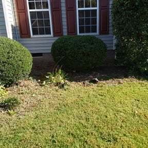 Bush Trimming by R Duke Builders reviewed on August 16, 2025