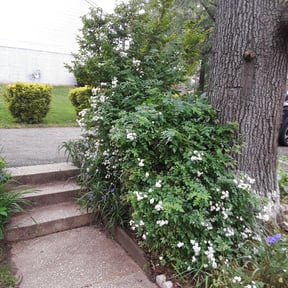 Bush Trimming by C & A Elite Landscaping reviewed on August 18, 2025