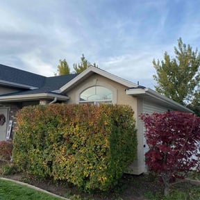 Bush Trimming by Dogs lawn care reviewed on December 24, 2025