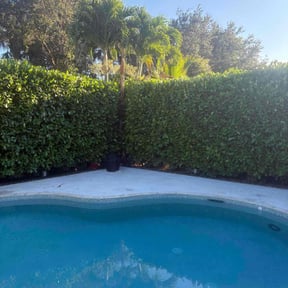 Bush Trimming by Ybarra property landscaping service LLc reviewed on August 18, 2025
