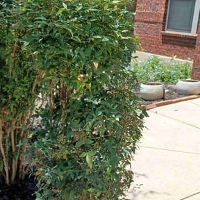 Bush Trimming by Isaiah's Custom Cutz reviewed on August 18, 2025