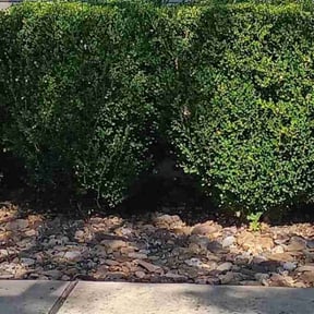 Bush Trimming by Katy Lawn Boys reviewed on November 19, 2025