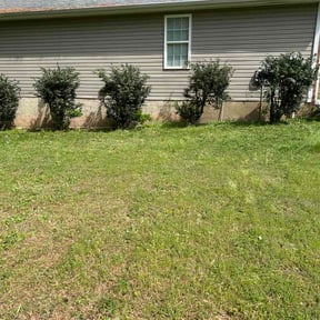 Bush Trimming by P&amp;D Landscaping. reviewed on April 12, 2026