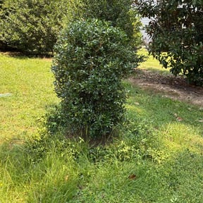Bush Trimming by A cut above reviewed on August 16, 2025