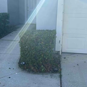 Bush Trimming by Real Deal Lawn Care LLC reviewed on February 25, 2026