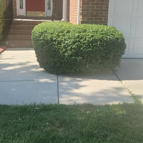 Bush Trimming by TorresLawnservice reviewed on August 20, 2025
