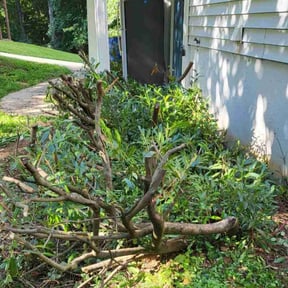 Bush Trimming by Just Lawns LLC reviewed on October 5, 2023