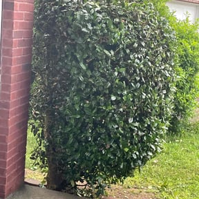 Bush Trimming by Minor Cuts reviewed on August 21, 2025