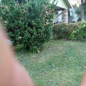 Bush Trimming by D-Line Lawns and More reviewed on August 16, 2025