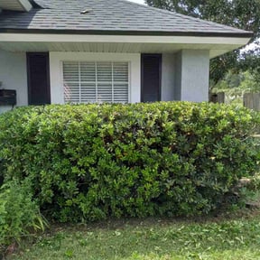 Bush Trimming by Chuyin's Lawn Care LLC reviewed on August 21, 2025