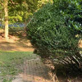 Bush Trimming by Bobby's Lawn & Home Maintenance LLC reviewed on August 16, 2025