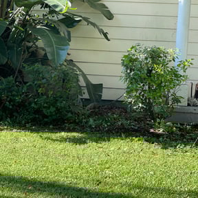Bush Trimming by BR LawnCare reviewed on August 21, 2025