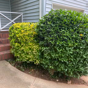 Bush Trimming by Doyle Land Systems reviewed on August 18, 2025