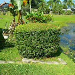Bush Trimming by Edwards Lawn and Landscaping Service reviewed on August 21, 2025