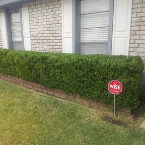 Bush Trimming by All kleen lawn service reviewed on August 18, 2025
