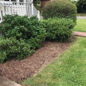 Bush Trimming by J Jr’s Lawn Maintenance reviewed on August 20, 2025