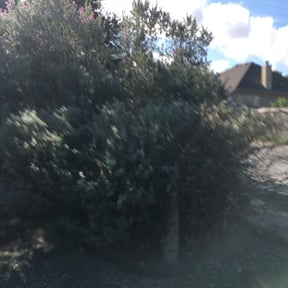 Bush Trimming by J.taylorgrading LLC reviewed on August 17, 2025