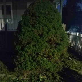 Bush Trimming by Supaman lawncare reviewed on August 18, 2025