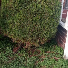 Bush Trimming by Crop Circle Lawn & Property Maintenance reviewed on August 16, 2025
