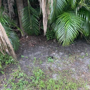 Leaf Removal by Adams Paiz reviewed on September 9, 2025