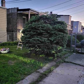 Bush Trimming by Sinaí Tree and lawn care expertsI hope to soon be able to help you with your garden or with any proj reviewed on May 20, 2026