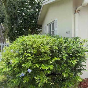 Bush Trimming by Greener Lawn Care LLC. reviewed on August 5, 2026