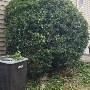 Bush Trimming by Carroll's landscaping reviewed on August 16, 2025