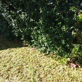 Bush Trimming by 3J’s Lawn Care and Gardening Service reviewed on May 16, 2025