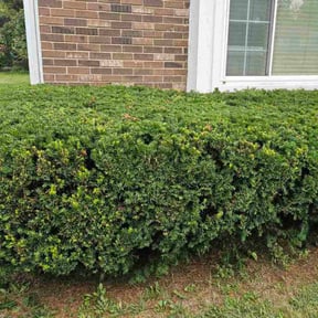 Bush Trimming by Chai Vue reviewed on November 10, 2025