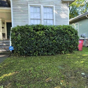 Bush Trimming by One Kool Kat Lawn Care reviewed on August 17, 2025