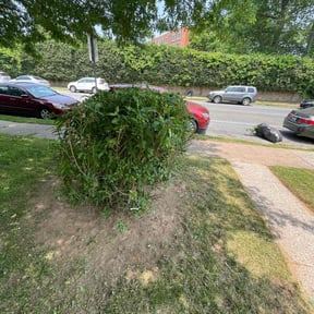 Bush Trimming by All Electric Lawn Care reviewed on August 19, 2025