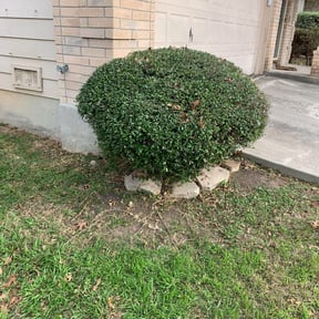 Bush Trimming by Land Elements inc reviewed on August 21, 2025