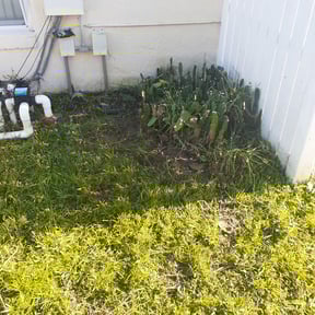 Bush Trimming by Red Carpet Lawn Care LLC reviewed on August 21, 2025