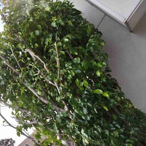 Bush Trimming by Prime lawn care reviewed on May 20, 2026