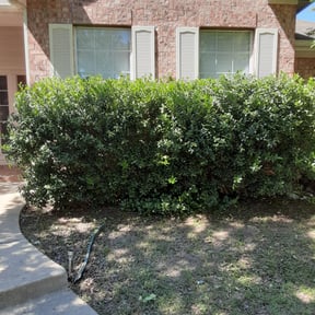 Bush Trimming by ZKZ Landscape & Design reviewed on August 20, 2025