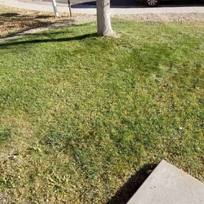 Leaf Removal by Mastermind lawn and landscaping reviewed on September 25, 2025