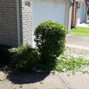 Bush Trimming by JA all purpose reviewed on August 18, 2025
