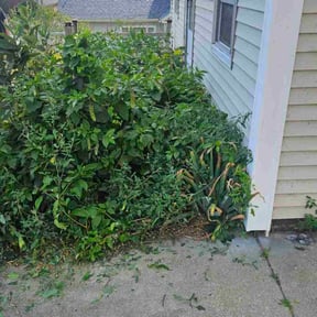 Bush Trimming by Lawn Kingz reviewed on January 20, 2026