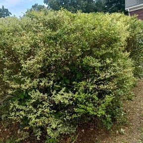 Bush Trimming by WhyExperts LLC reviewed on August 21, 2025