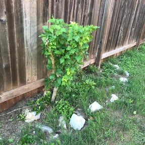 Bush Trimming by Howell Lawn & Landscape reviewed on August 17, 2025
