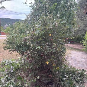 Bush Trimming by Haleemlogistics reviewed on October 19, 2025