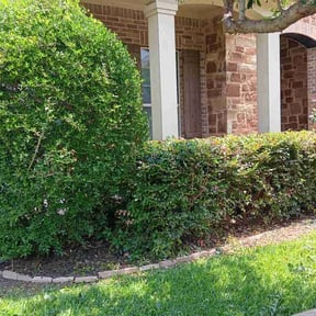 Bush Trimming by Texas Pride Lawncare reviewed on August 19, 2025