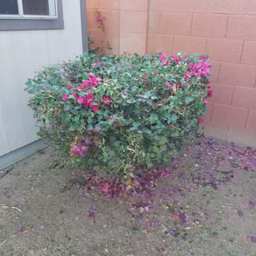 Bush Trimming by Baker lawncare reviewed on August 15, 2025