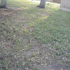 Leaf Removal by Texas landscape reviewed on September 25, 2025