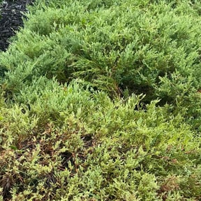 Flower Bed Weeding by Candanoza Lawn Service reviewed on December 3, 2025