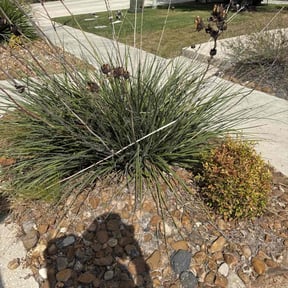 Flower Bed Weeding by Home Endeavors LLC reviewed on November 24, 2025