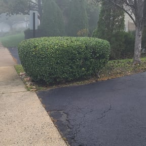 Bush Trimming by Bradley lawncare reviewed on August 20, 2025