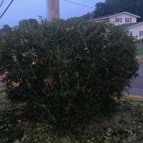 Bush Trimming by Dan's Lawn & Landscaping reviewed on August 21, 2025